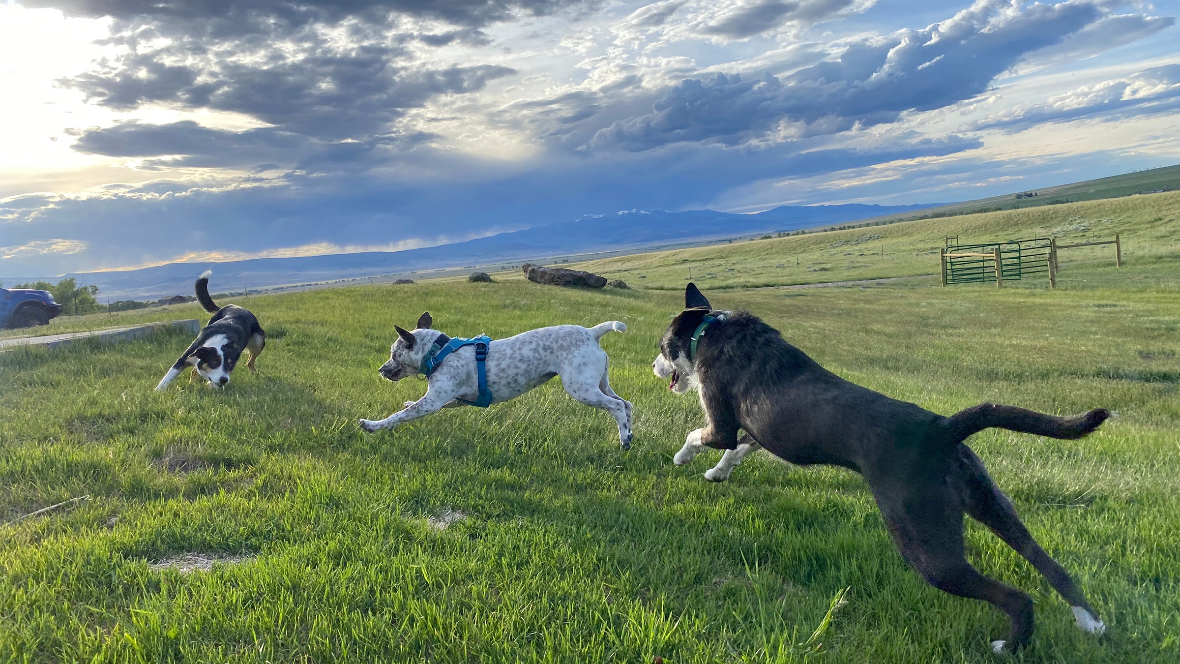 Kit plays with Osa and June June. 