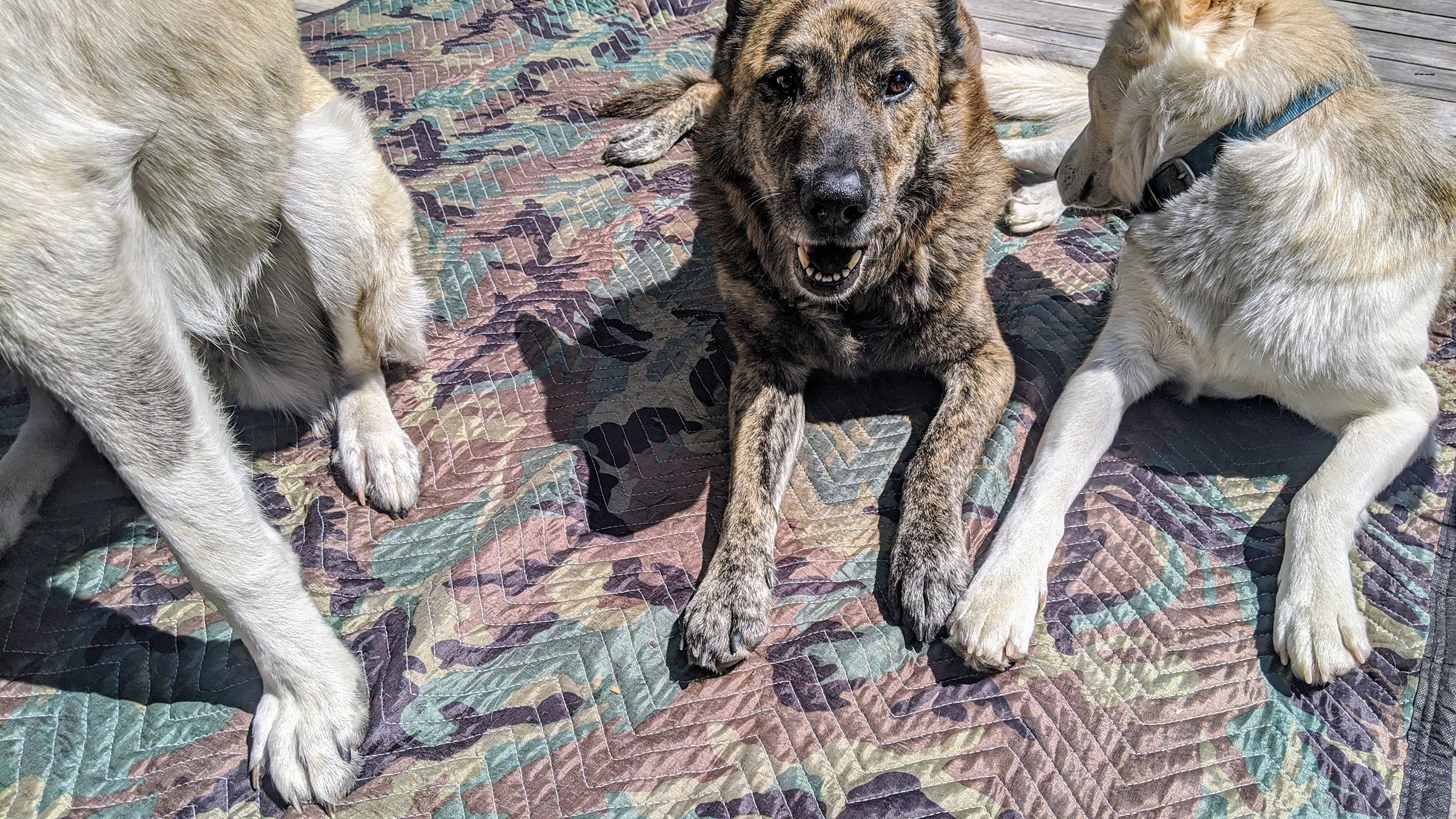 Why Do Dogs Shake Blankets