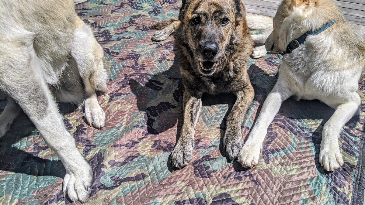 The Best Dog Blanket Costs $10 - Outside Online