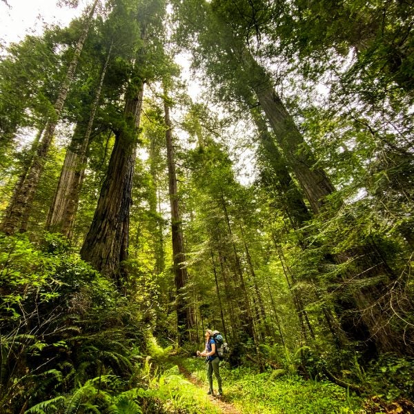 The author backpacking through the redwoods