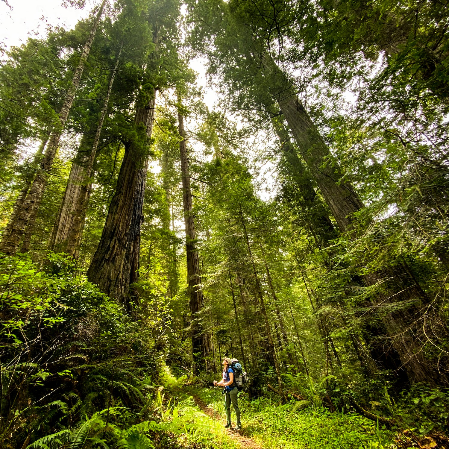 The author backpacking through the redwoods