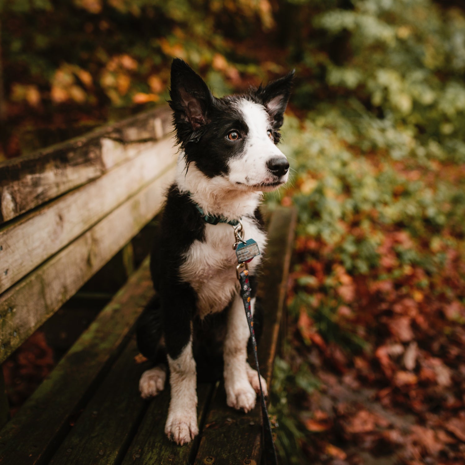 The parks that can be dog friendly typically are, as long as owners follow the National Park Service’s BARK Ranger principles: bag your pet’s waste, always leash your pet, respect wildlife, and know where you can go