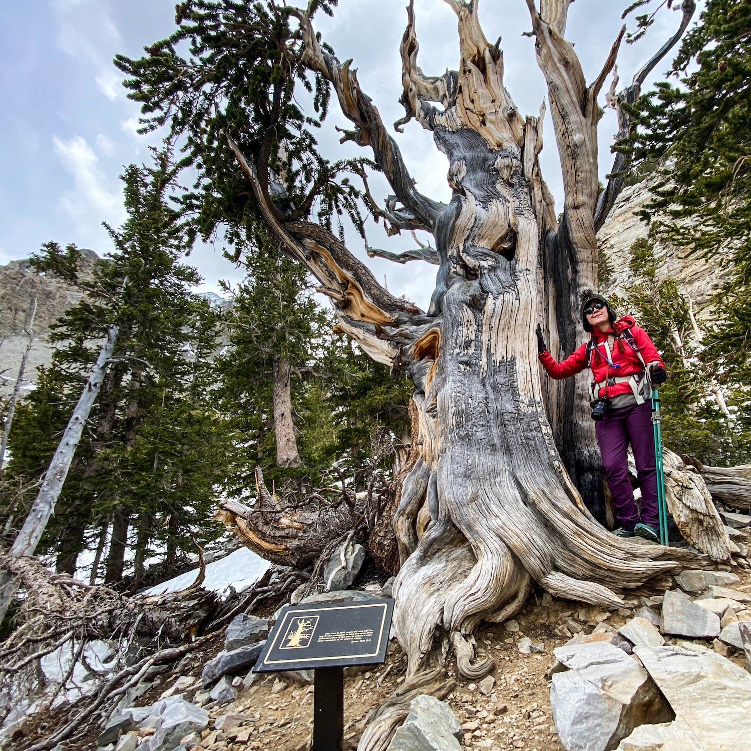 The author with a 3,200-year-old tree
