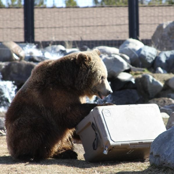 These Bears Have a Job, and It's Destroying Coolers | Outside Online