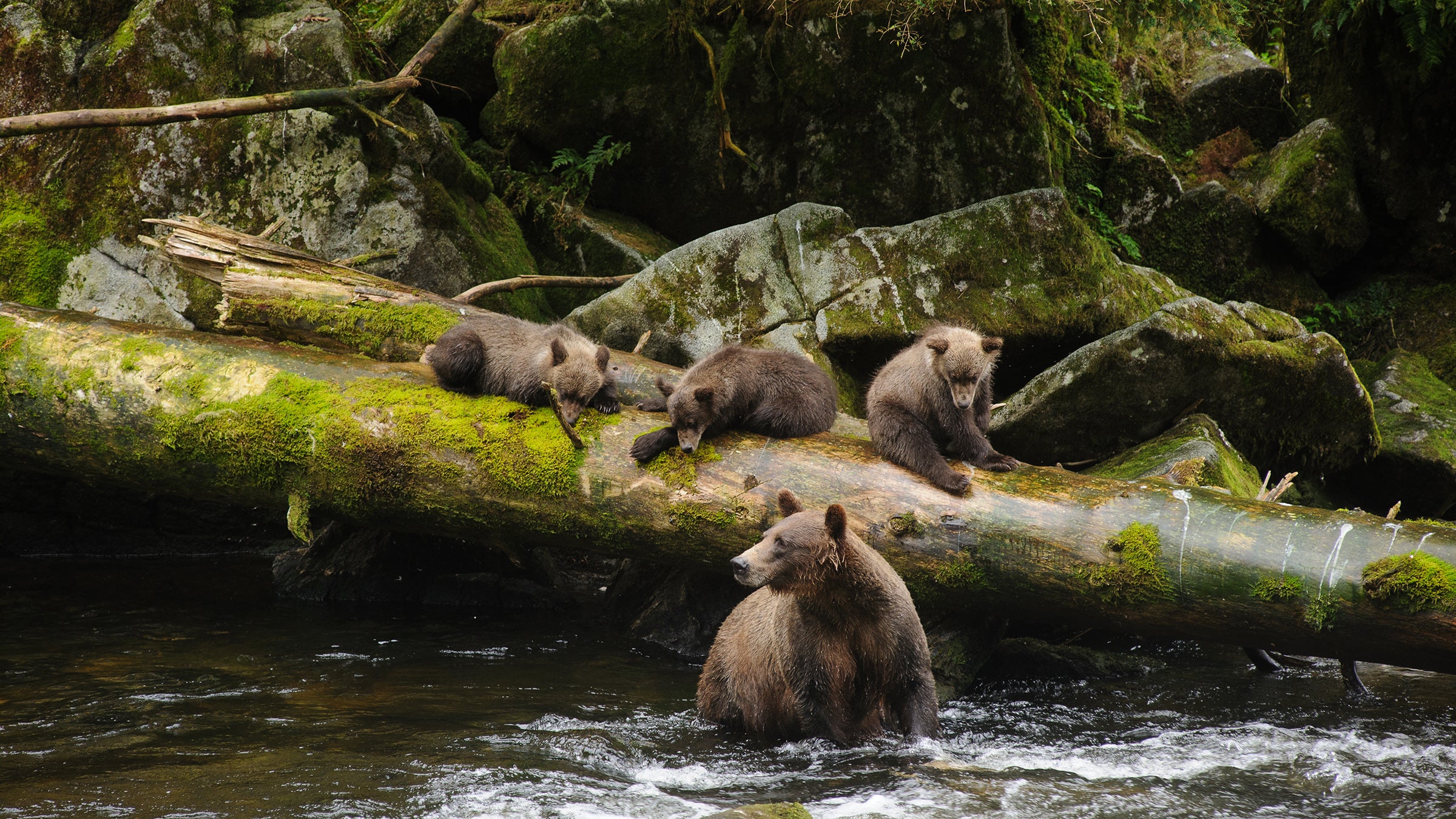 Bears in Anan Creek, within the Tongass National Forest. Logging would forever destroy habitats like this. 