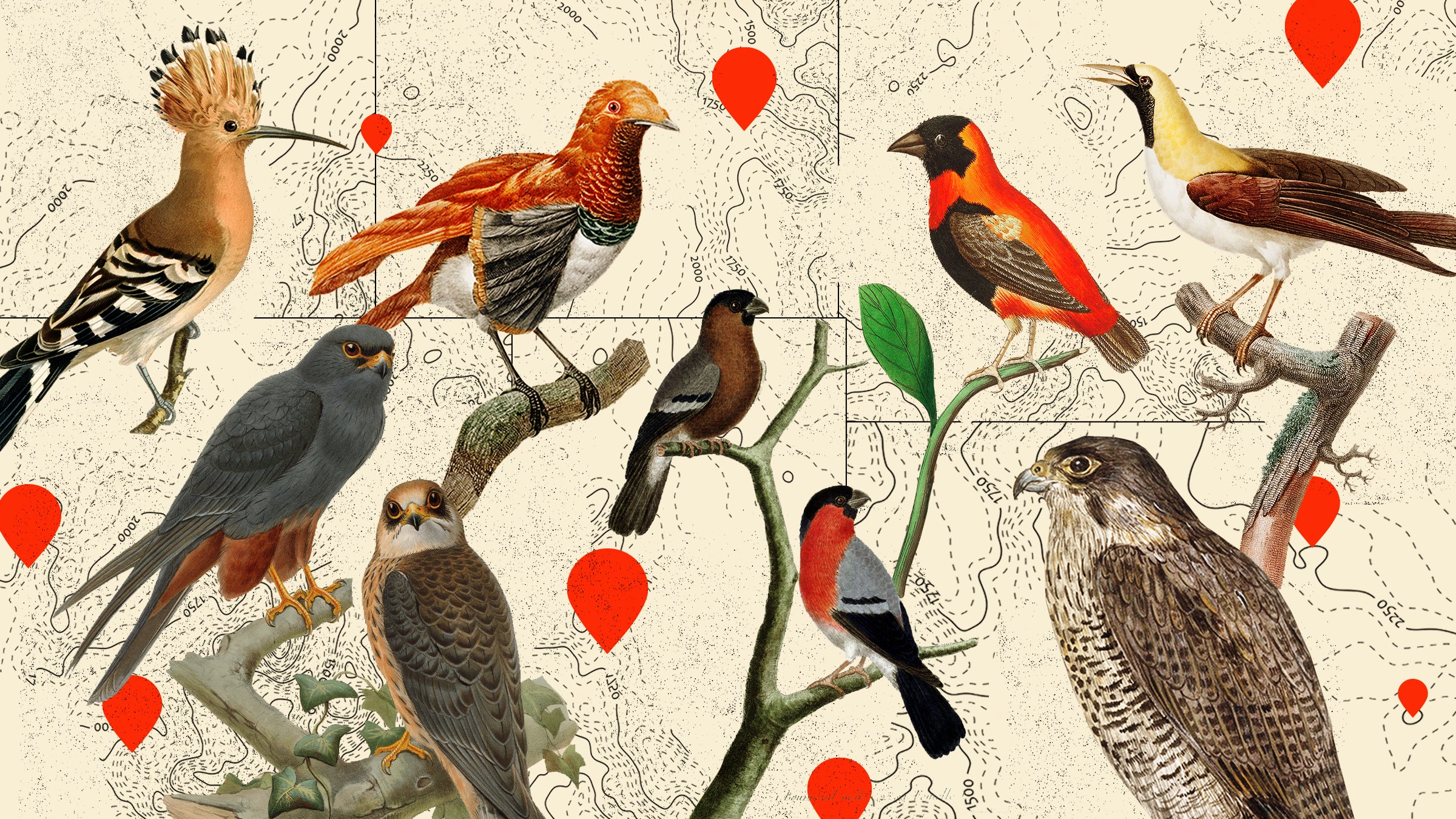 Rare Bird Alert Map How Ebird Changed Birding Forever - Outside Online
