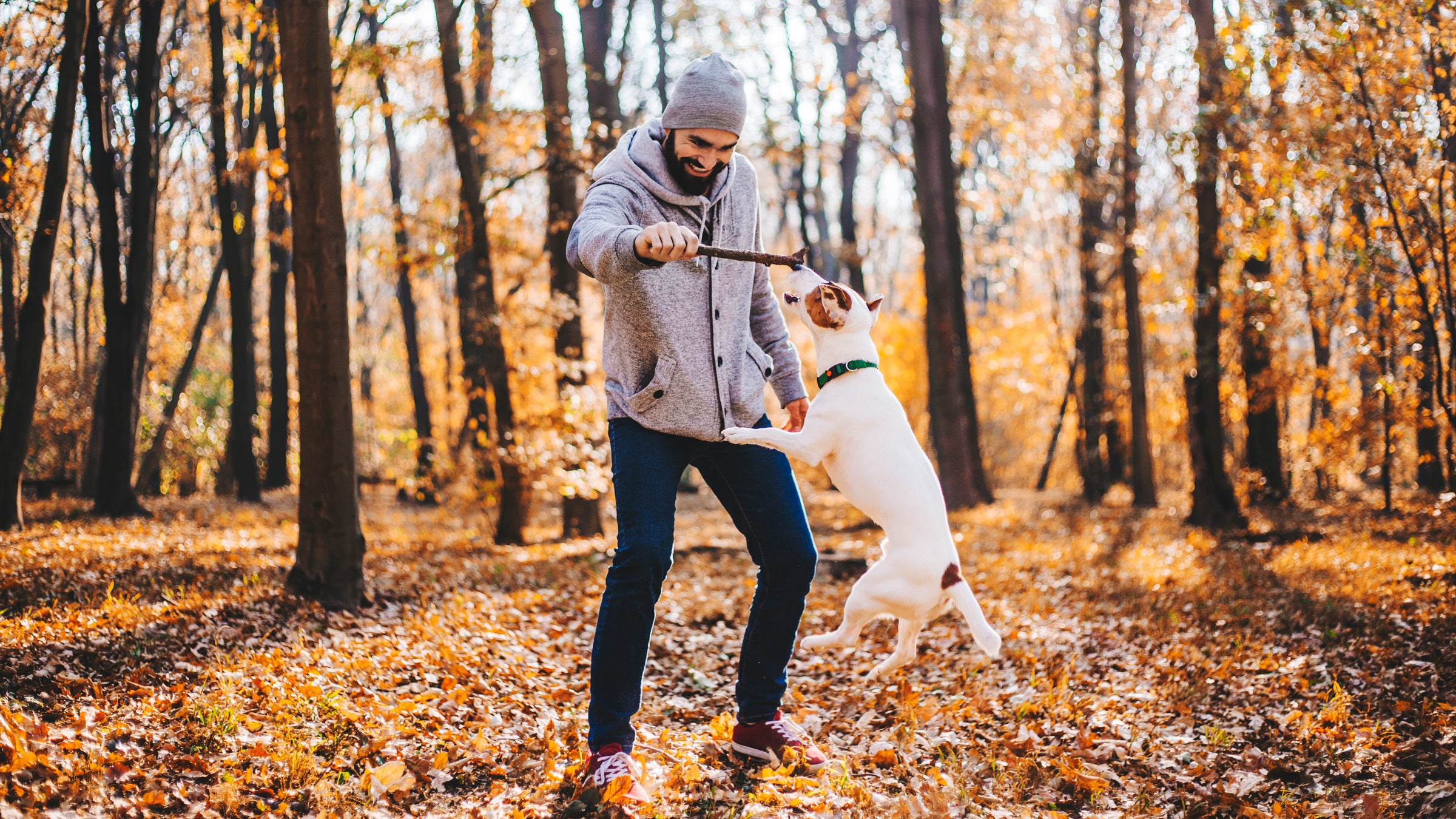 Man with stick is training of the dog stock photo