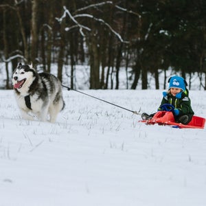 Toddler Riding A Bobsleigh Pulled By A Husky