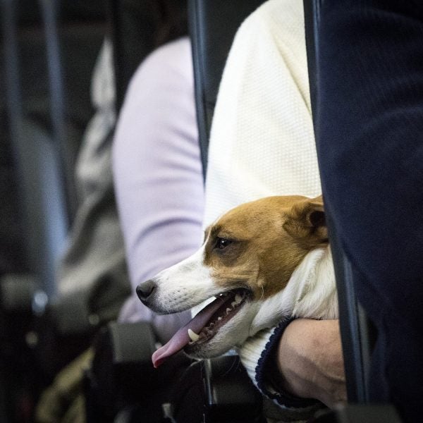 Dogs and their owners allowed to sit together on flight
