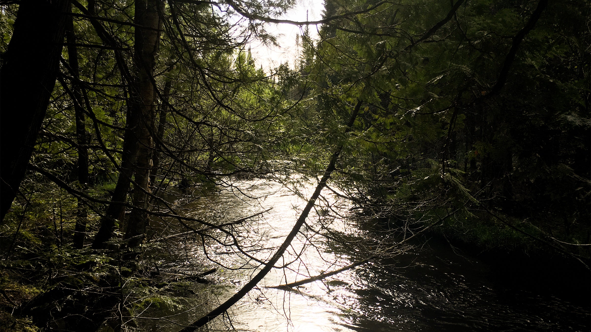 The South Branch Pine River, not far from Levine’s Happy Place