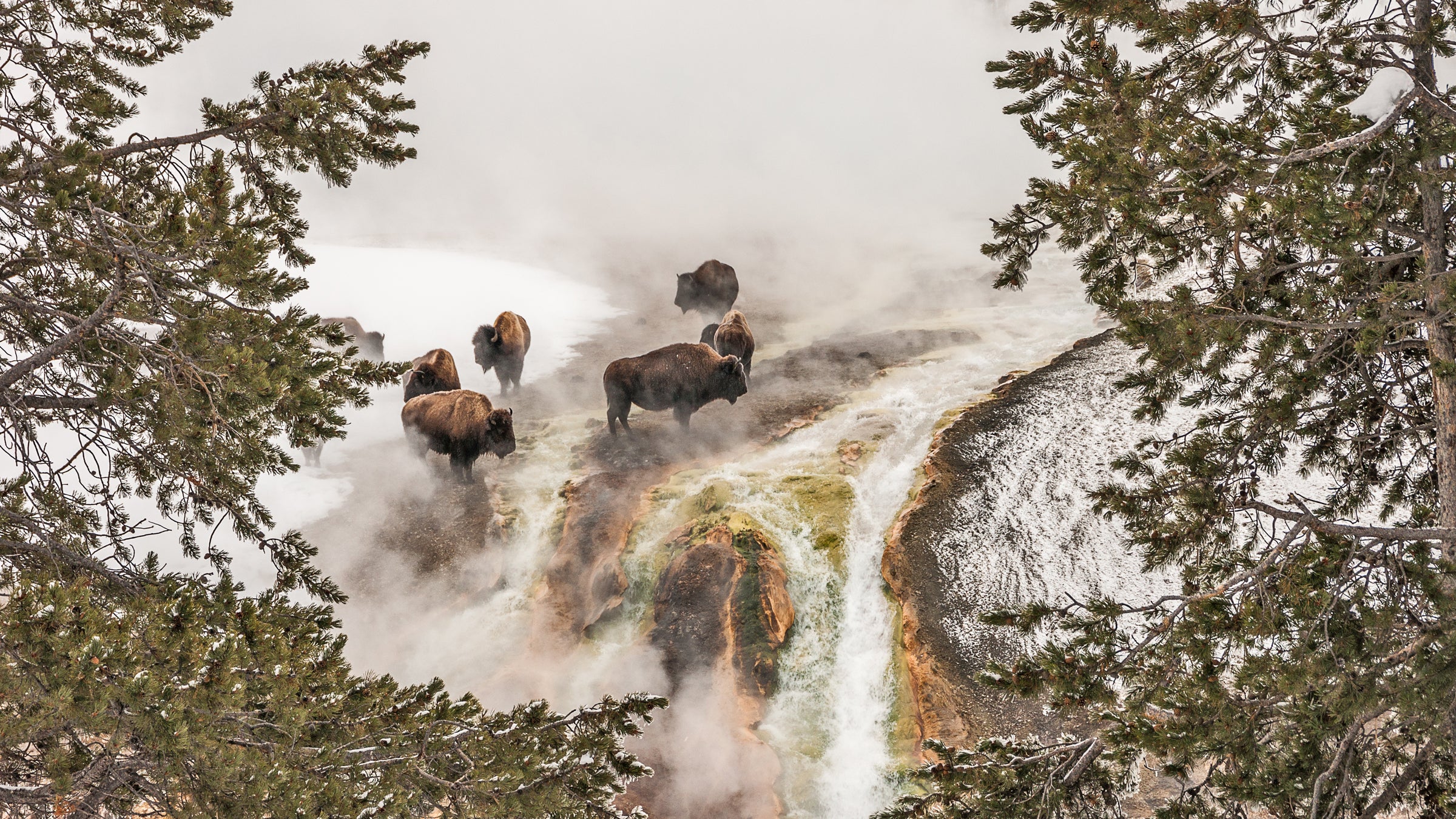 Bison Taking a Steam Bath