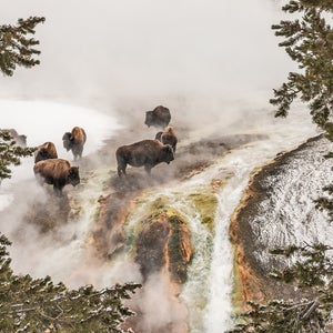 Bison Taking a Steam Bath