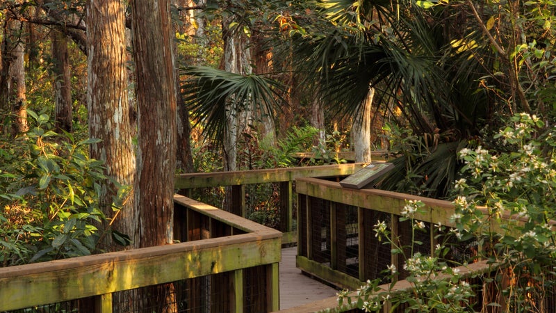 Cypress Swamp Boardwalk