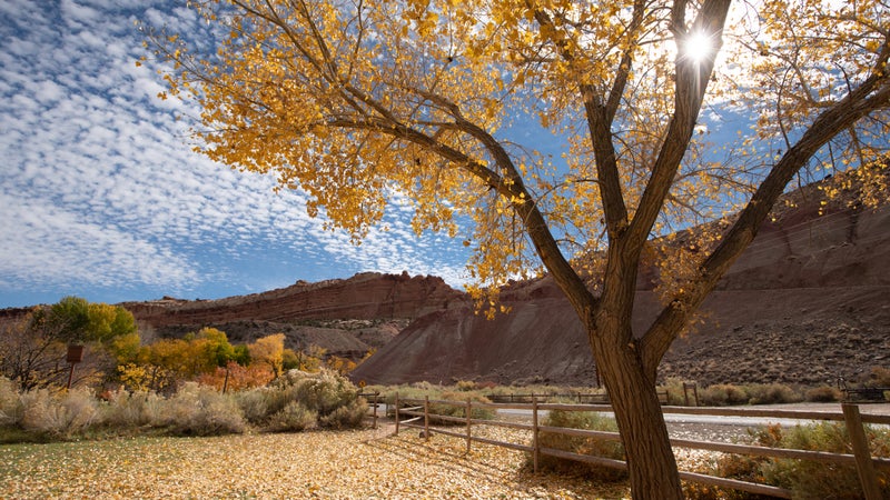Beautiful cottonwood trees having yellow leaves as the season changes