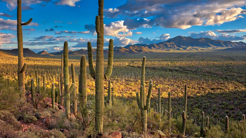 Saguaros