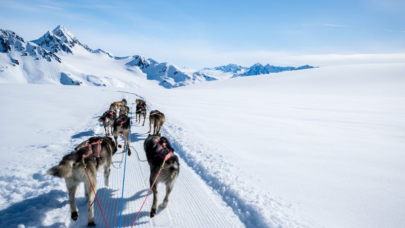 Dogsledding on a mountain peak.