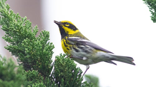 Townsend's Warbler In A Tree