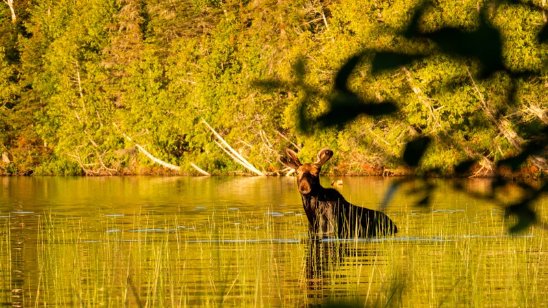 A visit with an Isle Royale local