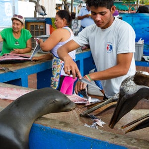 Puerto Ayora, Galapagos Islands, Ecuador - November 3 2015. A young man cleans a fish at the Puerto Ayora outdoor fish market while a wild Galapagos sea lion (Zalophus wollebaeki) and brown pelicans (Pelecanus occidentalis) wait for scraps