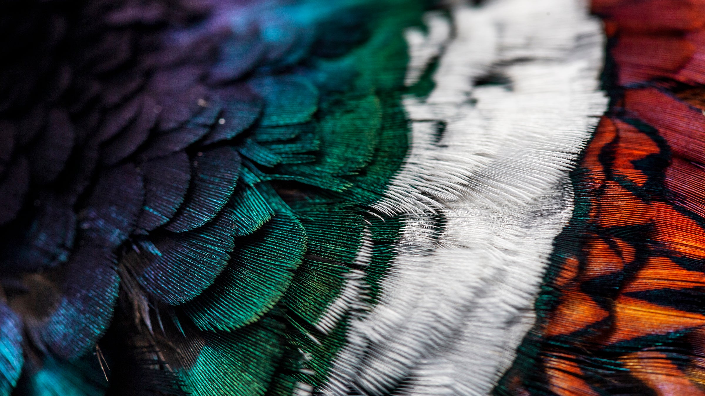 Plumage of a ring-necked pheasant 