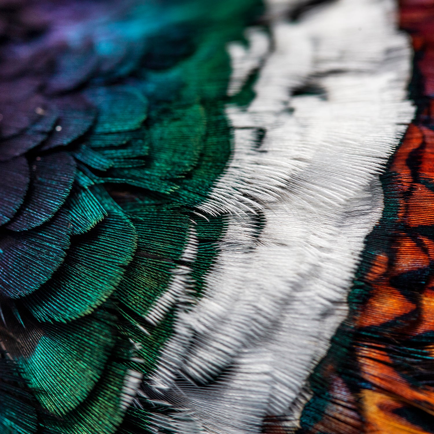 Plumage of a ringneck pheasant.