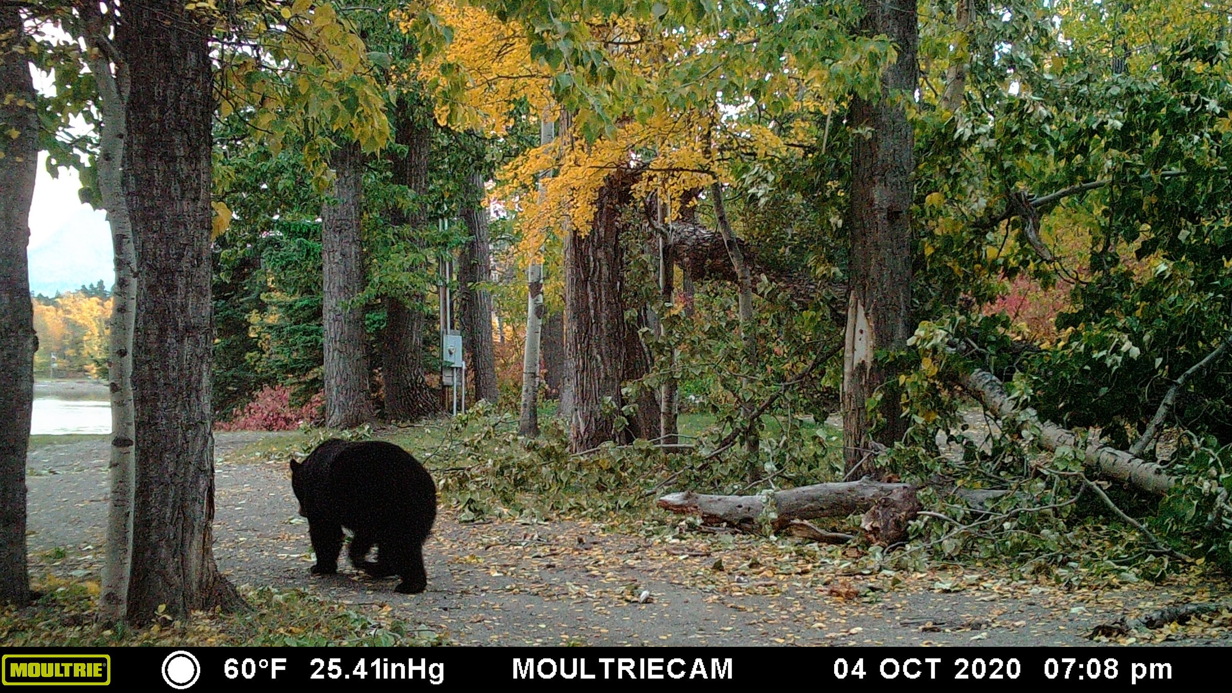 moultrie mobile xv7000i cellular trail camera