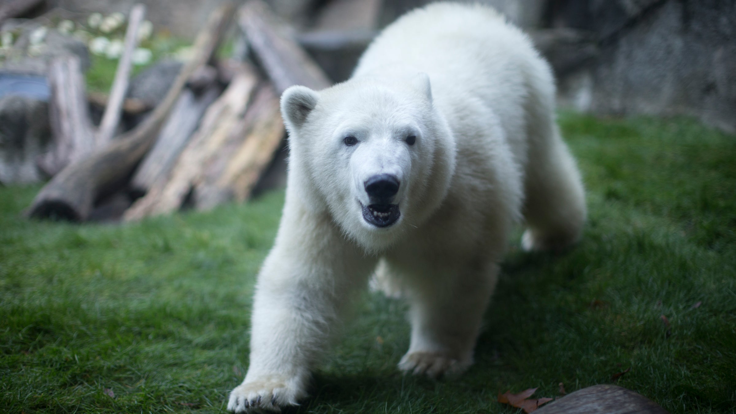 Nora explores her enclosure at the Oregon Zoo in Portland a few weeks after her arrival in late 2016.