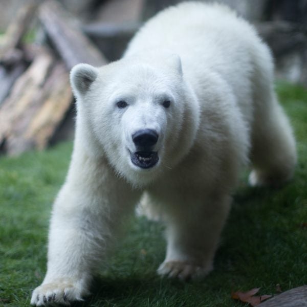 Nora explores her enclosure at the Oregon Zoo in Portland a few weeks after her arrival in late 2016.