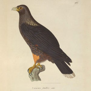 Darwin was both repulsed and intrigued by this prankster.