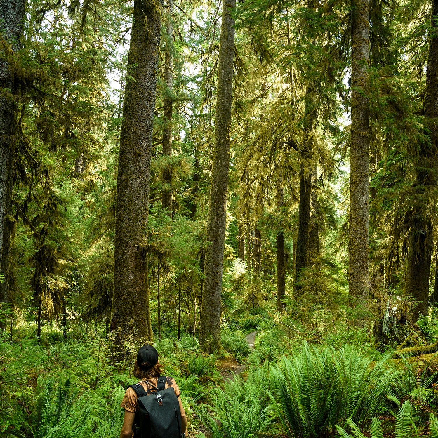 Research by Mancuso and others has shown that plants communicate, perceive, and respond to each other and their environment, and can even exhibit something like memory.