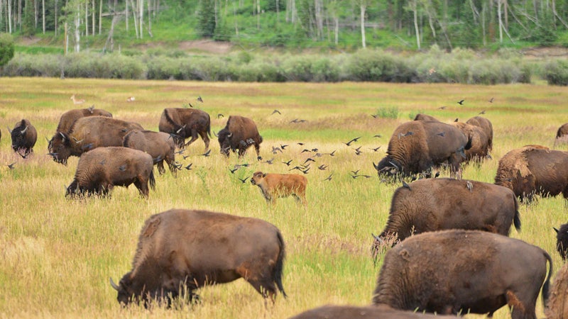 bison and calf