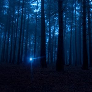 One light in the dark spooky woods at night