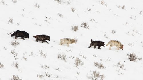 A wolf pack in Yellowstone National Park.