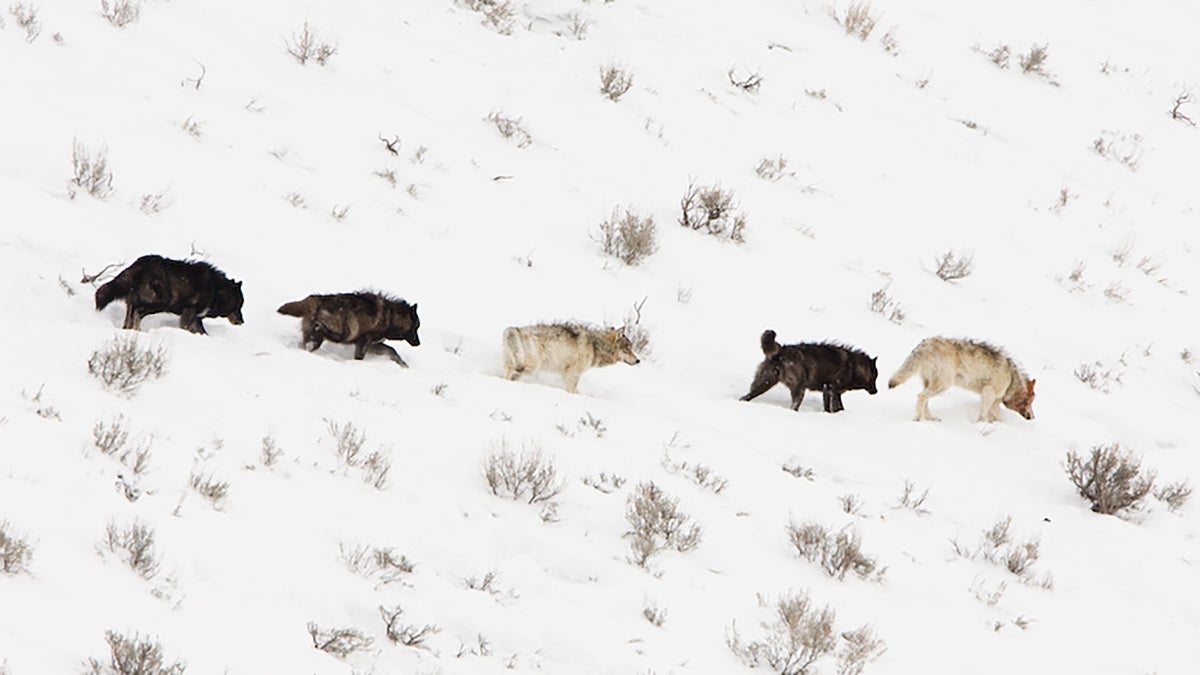 FactChecking Idaho’s Wolf Eradication Law Outside Online