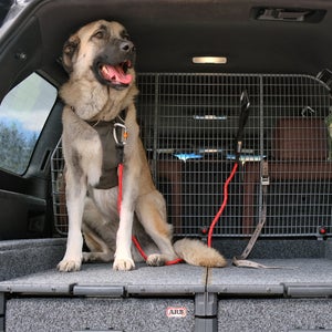 Teddy, a 115 pound Anatolian Shepherd, finds a perfect fit.