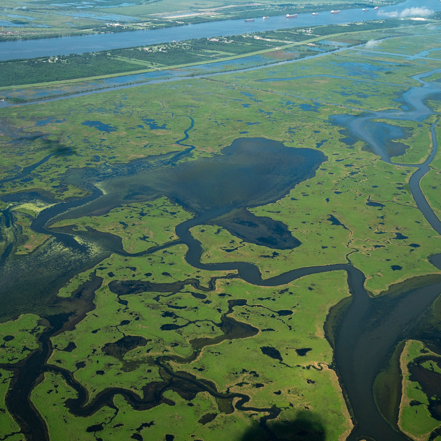 Over the years, settlement and development have gradually threatened to convert the dry land of Plaquemines Parish, Louisiana, into a salt marsh.