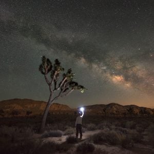 Light painting a Joshua Tree at night
