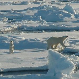 A polar bear cub with its mother, in Alaska.