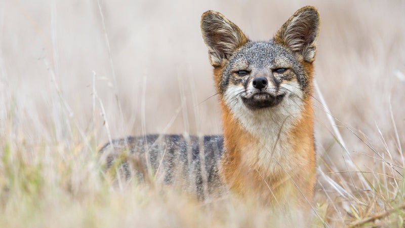 channel islands wildlife tour