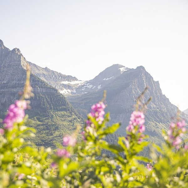 Fireweed blooms bright along Going-to-the-Sun Road.