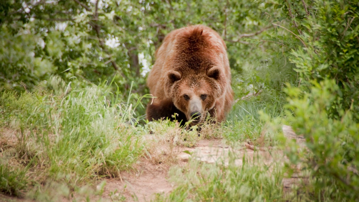 Bear Attack Fatalities Are Up This Year. Is it a Trend, or Just a Coincidence?