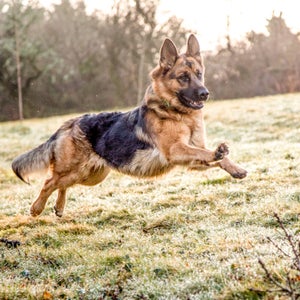 German Shepherd Dog in action