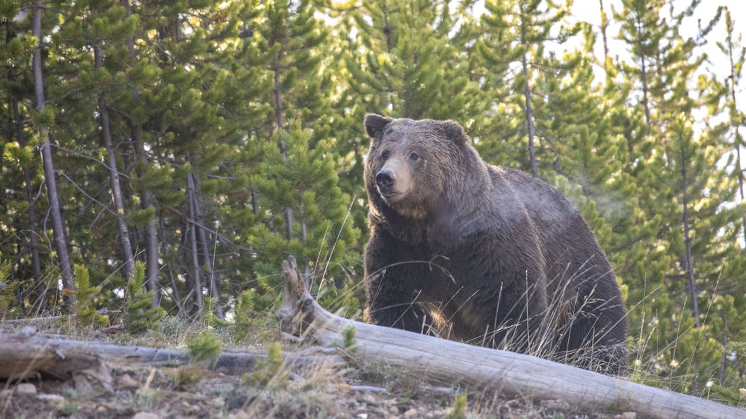 A Friendly Reminder: Wild Animals Will Still Mess You Up