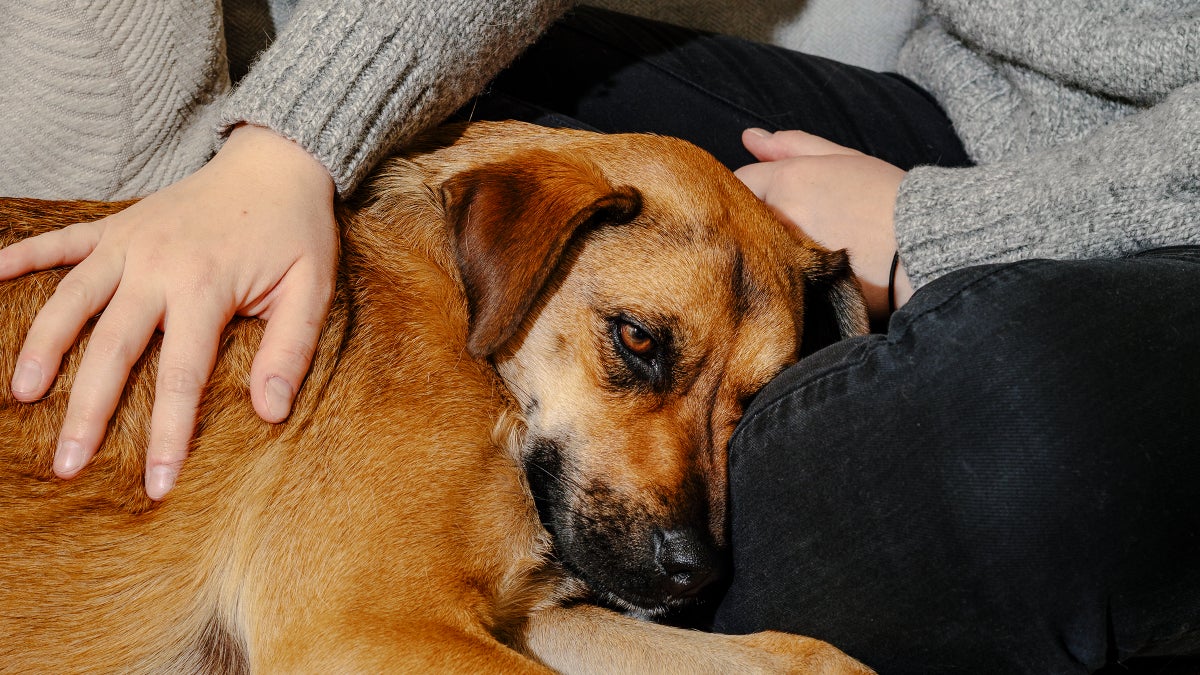 Why I Traded Sleeping in for Morning Cuddles with My Dog