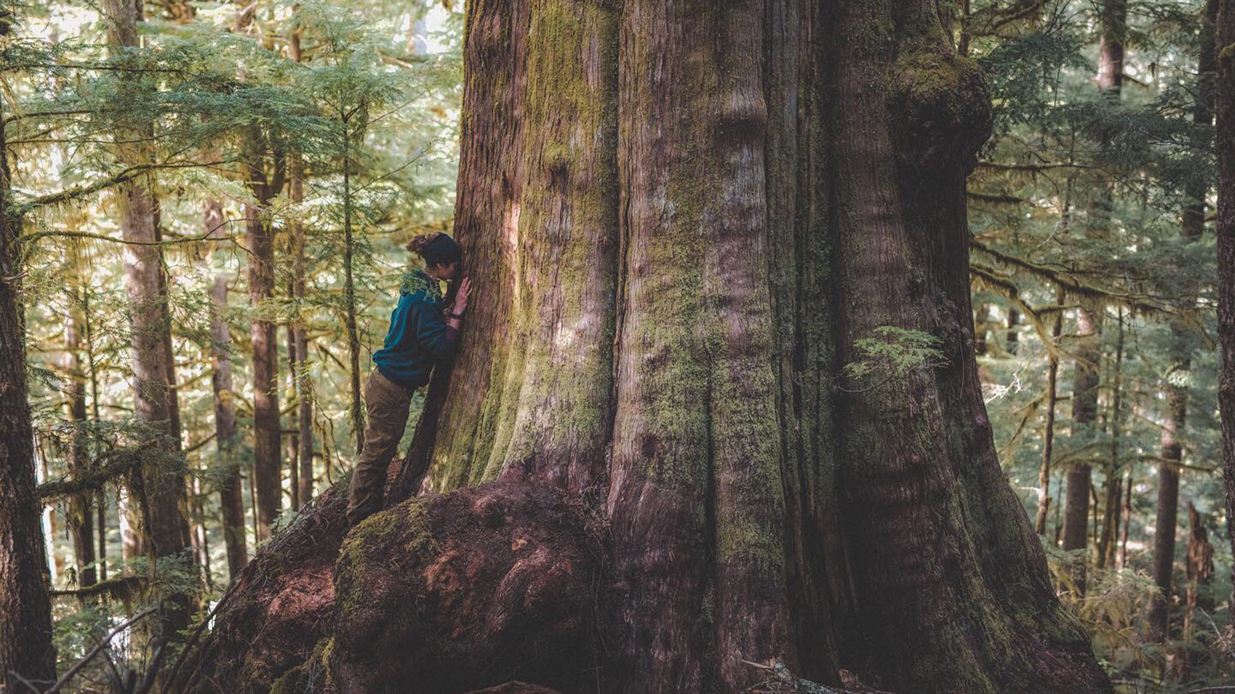 In British Columbia, the Fight for Old Growth Rages On