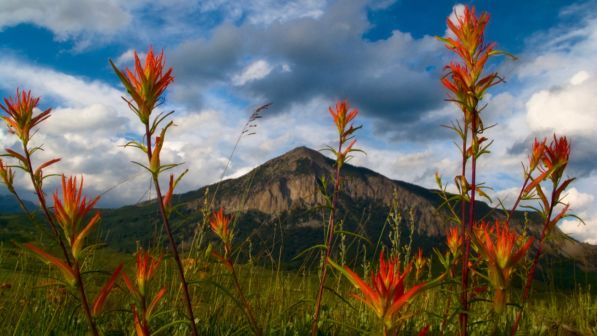 The Unexpected Joys of a Shabby Wildflower Guide