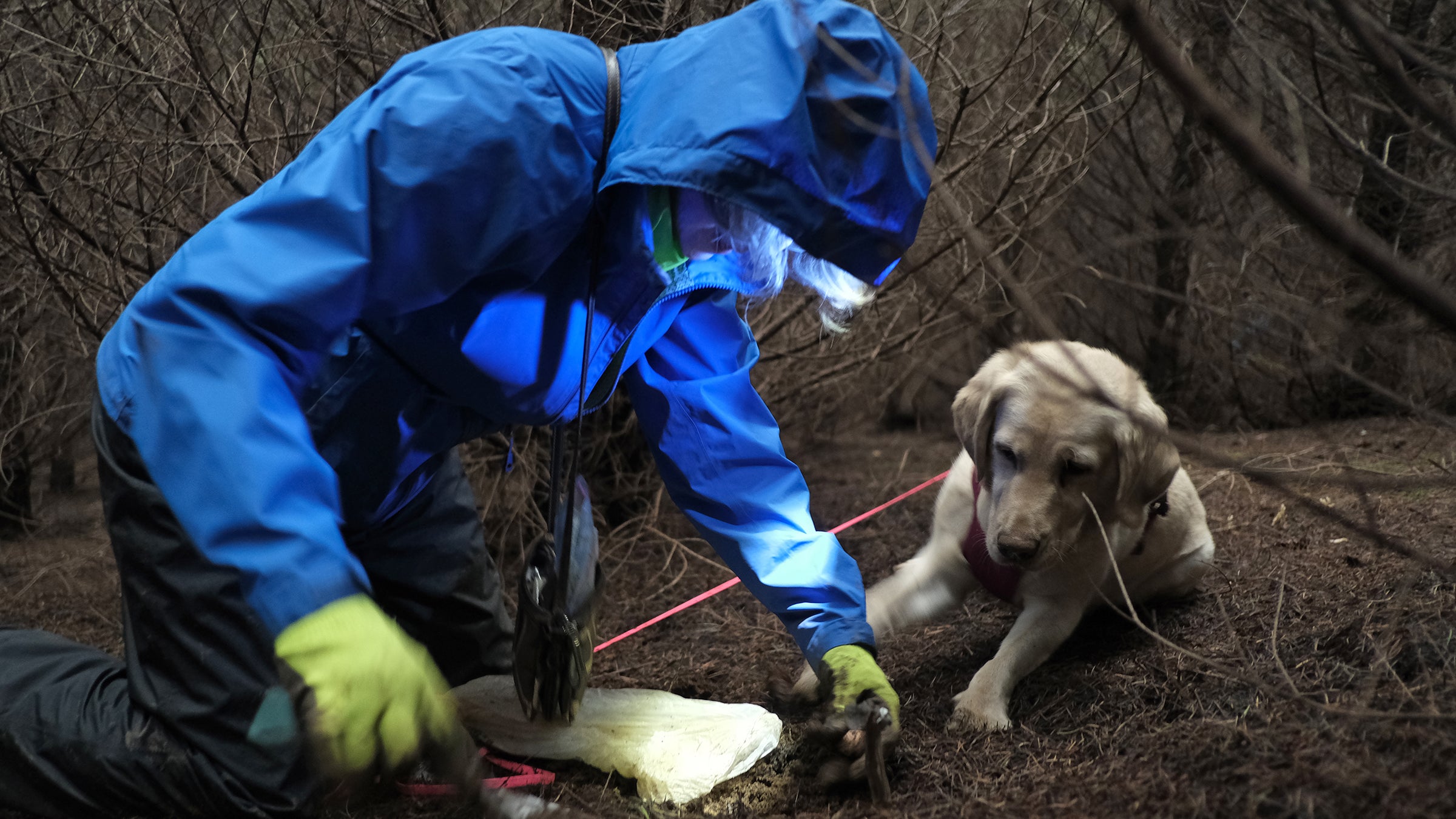 The Key to Jump-Starting Oregon’s Truffle Industry? Dogs.