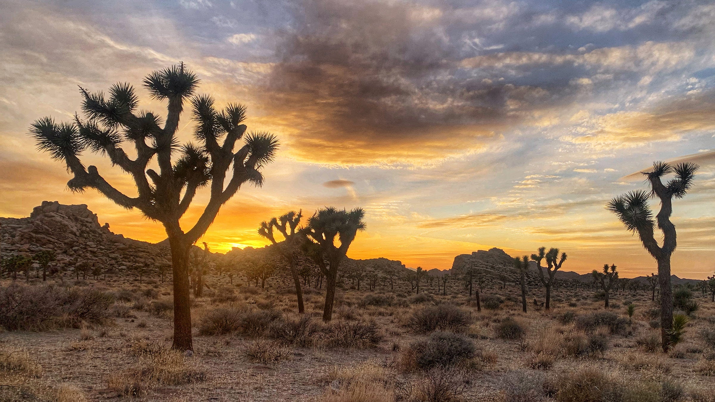 The Fight for the Joshua Tree Could Be a Watershed Moment for Species Protection