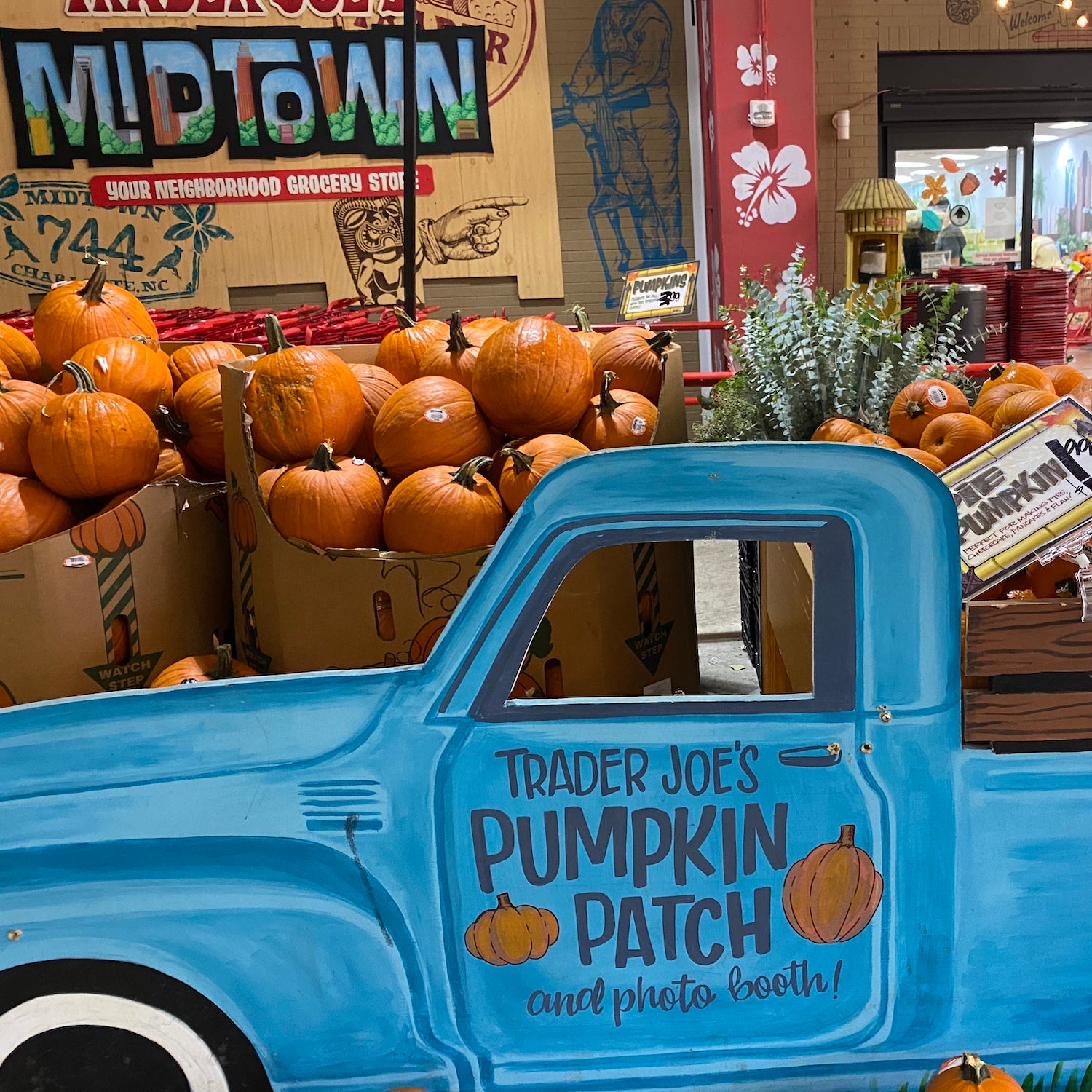trader joe's pumpkin display