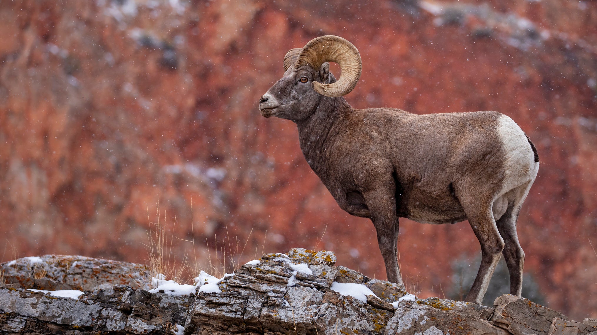 What You Missed: Teton Officials Mull Backcountry Ski Closure to Help Bighorn Sheep